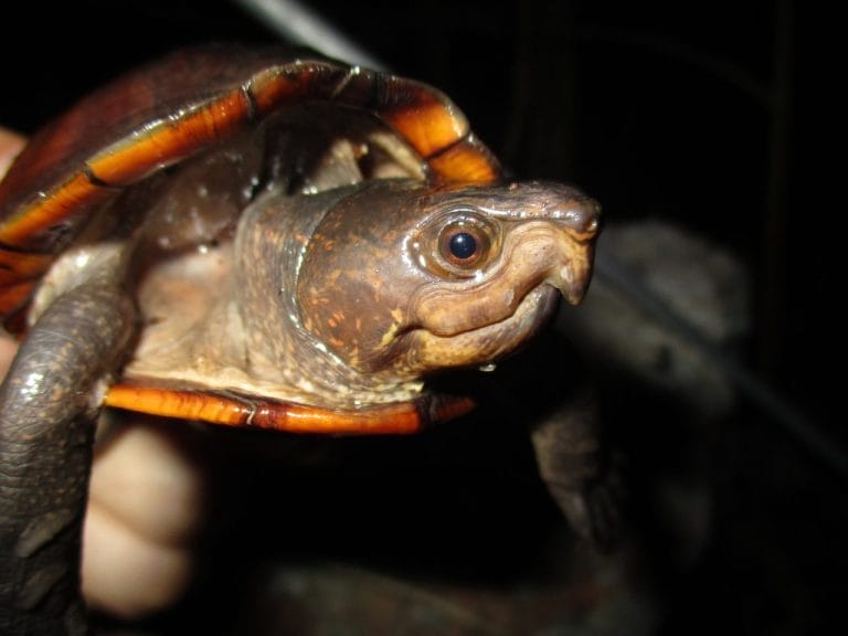 Kinosternon creaseri (Creaser’s Mud Turtle)