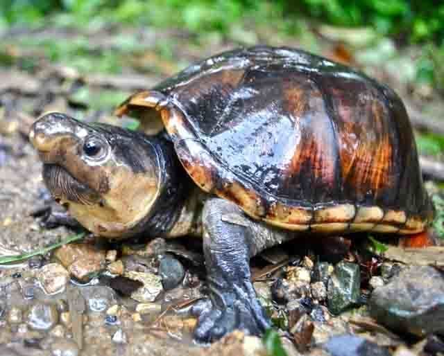 Kinosternon dunni (Dunn’s Mud Turtle)