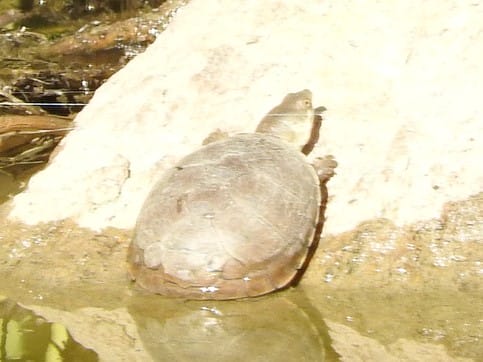 Kinosternon durangoense (Durango Mud Turtle)