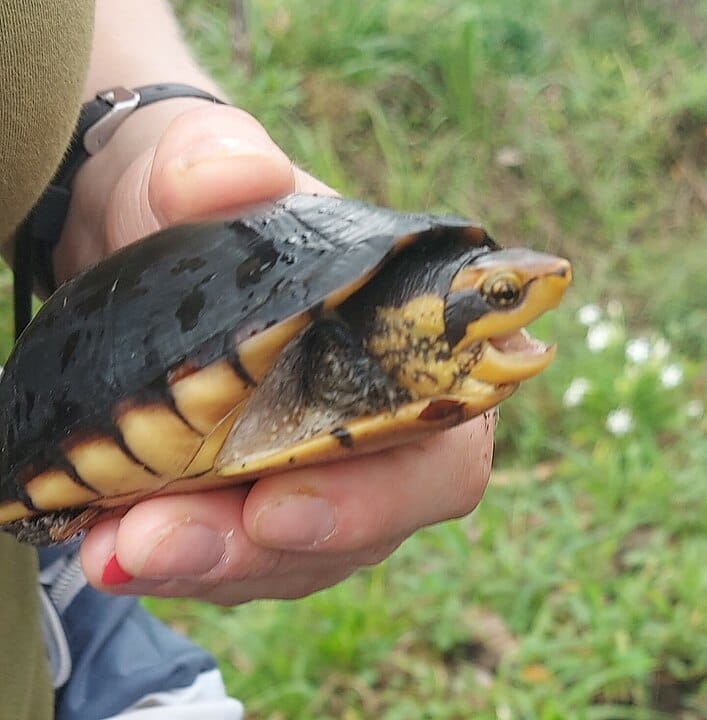 Kinosternon leucostomum (White-lipped Mud Turtle)