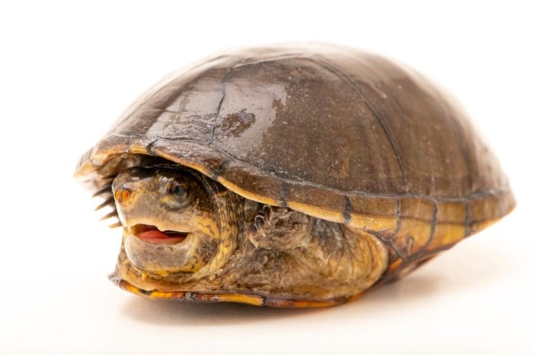 Kinosternon steindachneri (Florida mud turtle)