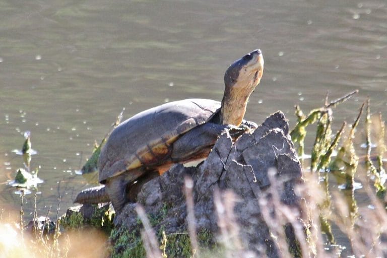 Kinosternon stejnegeri (Arizona mud turtle)