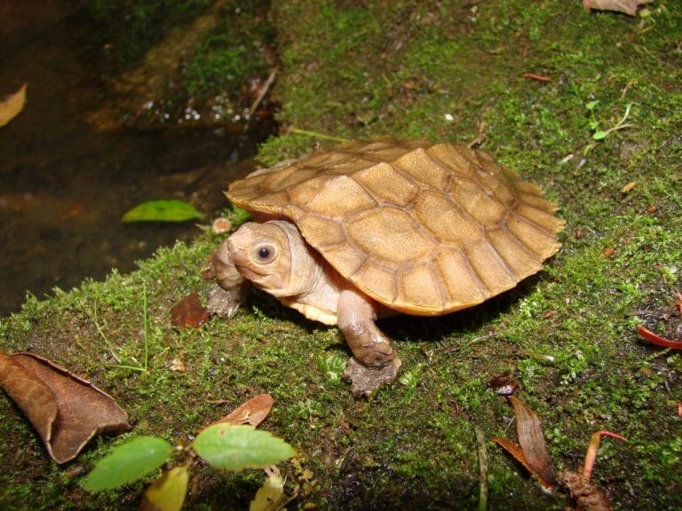 Leucocephalon yuwonoi (Sulawesi Forest Turtle)