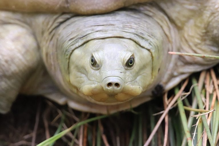 Lissemys ceylonensis (Sri Lankan Flapshell Turtle)