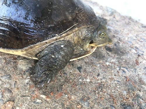 Lissemys scutata (Burmese flapshell turtle)