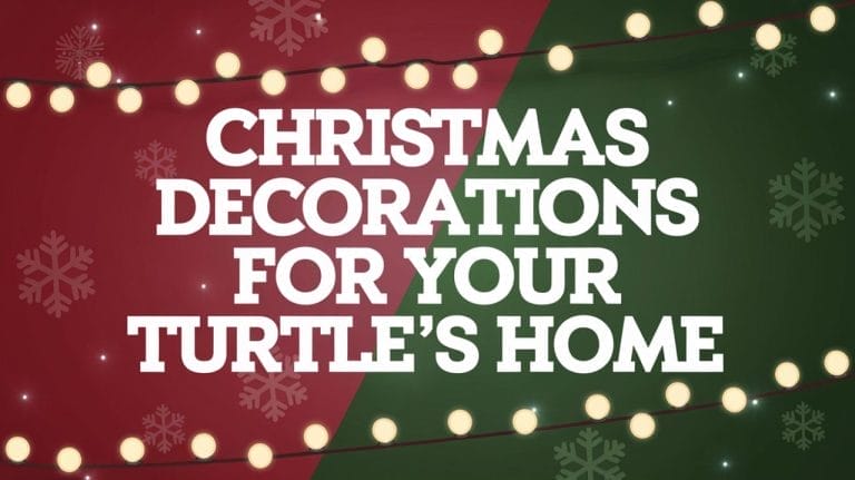 5 Creative Christmas Decorations for Your Turtle’s Home