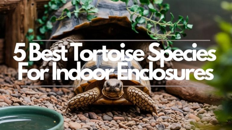 5 best tortoise species for indoor enclosures (And How to Care for Them)