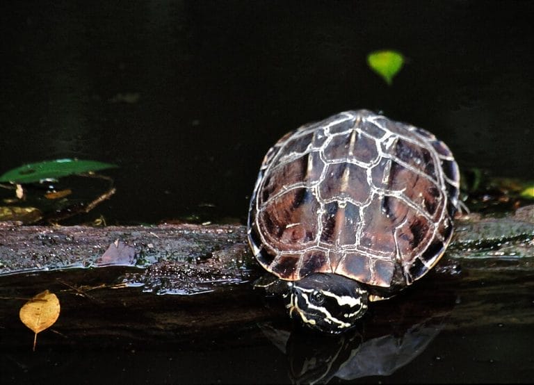 Malayemys subtrijuga (Mekong snail-eating turtle)