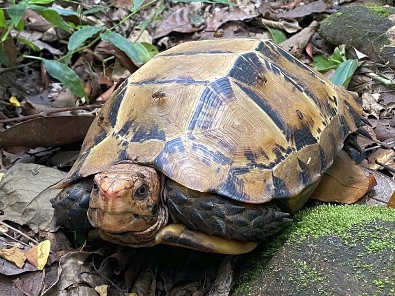 Manouria impressa (Impressed Tortoise)
