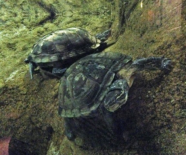 Mauremys annamensis (Vietnamese Pond Turtle)
