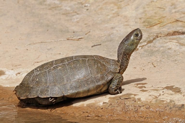 Mauremys leprosa (Spanish pond turtle)