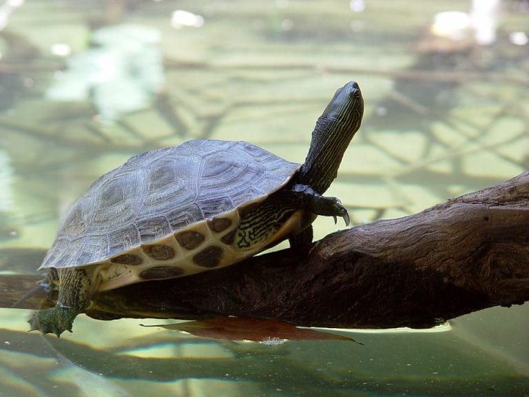 Mauremys sinensis (Chinese stripe-necked turtle)