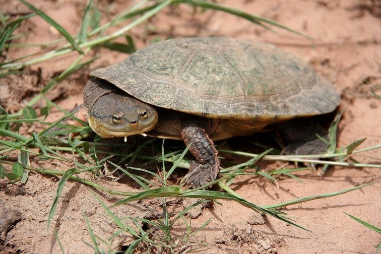 Mesoclemmys dahli (Dahl’s Toad-headed Turtle)