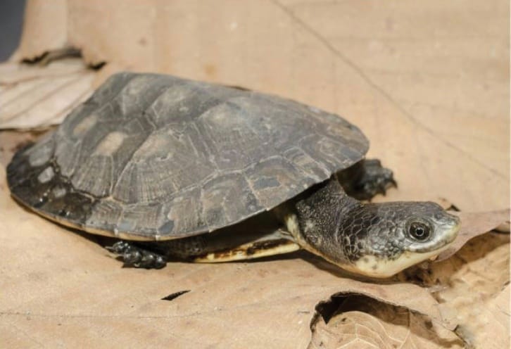 Mesoclemmys gibba (gibba turtle)