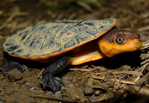 Mesoclemmys nasuta (Guyanan Toad-headed Turtle)