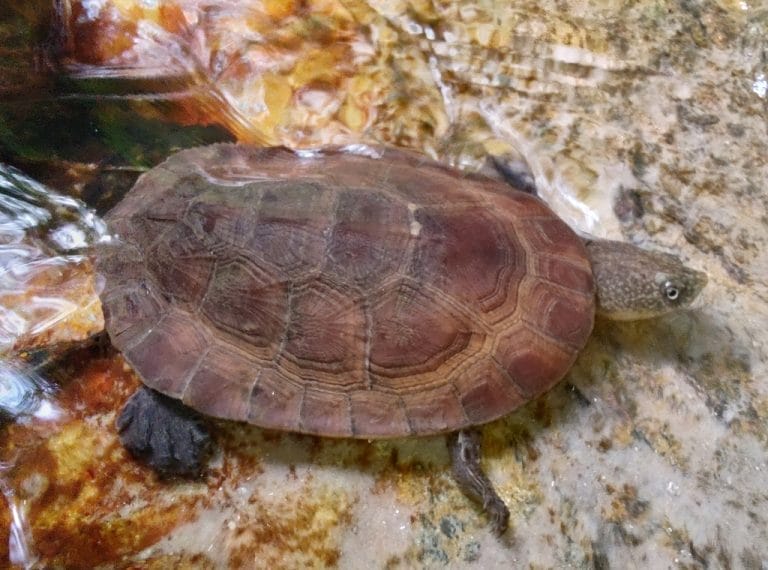 Mesoclemmys perplexa (Piaui Side-necked Turtle)