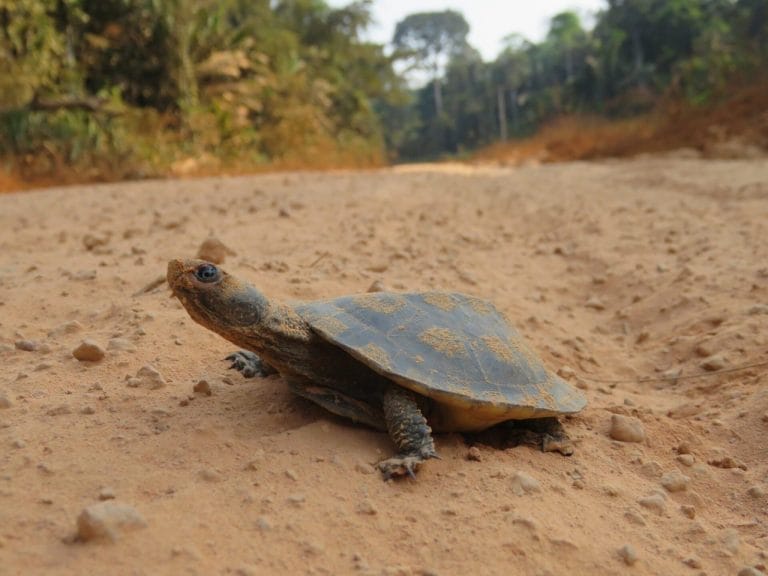 Mesoclemmys raniceps (Amazon Toad-headed Turtle)