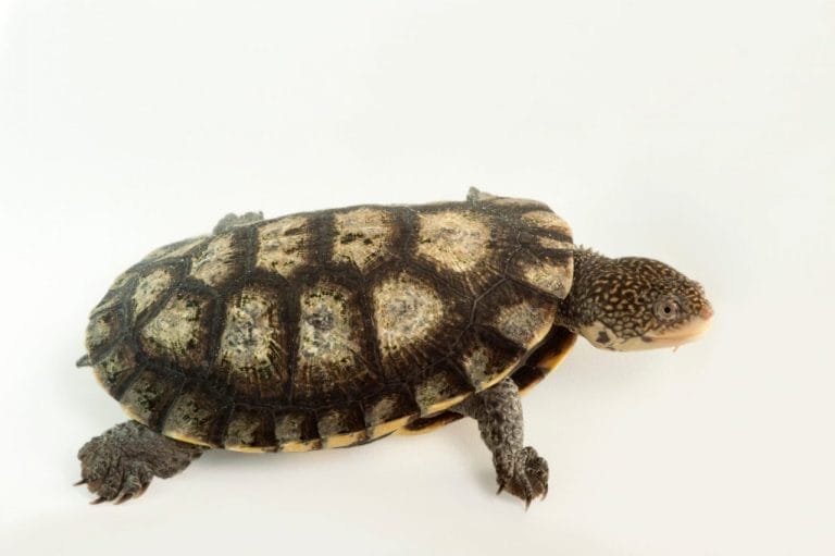 Mesoclemmys tuberculata (Tuberculated Toad-headed Turtle)