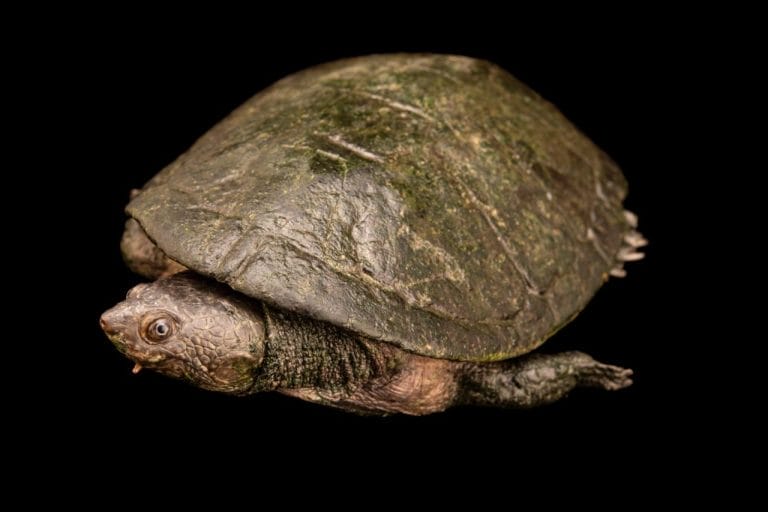 Mesoclemmys vanderhaegei (Vander Haeghe’s Toad-headed Turtle)