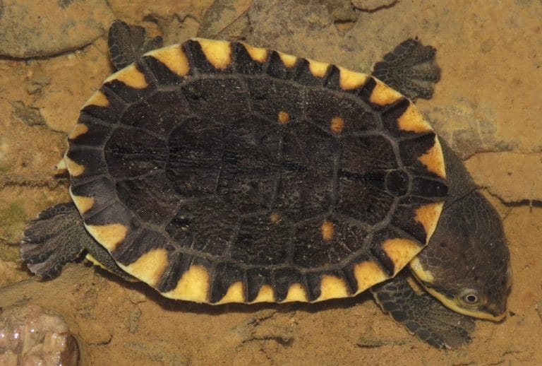 Mesoclemmys wermuthi (Wermuth’s Toad-headed Turtle)