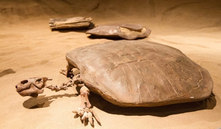 24 Prehistoric Turtle Species: Giants of the Ancient World