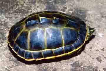 Morenia petersi (Indian eyed turtle)