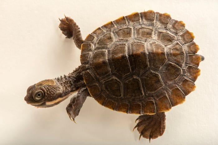 Myuchelys bellii (Namoi River snapping turtle)