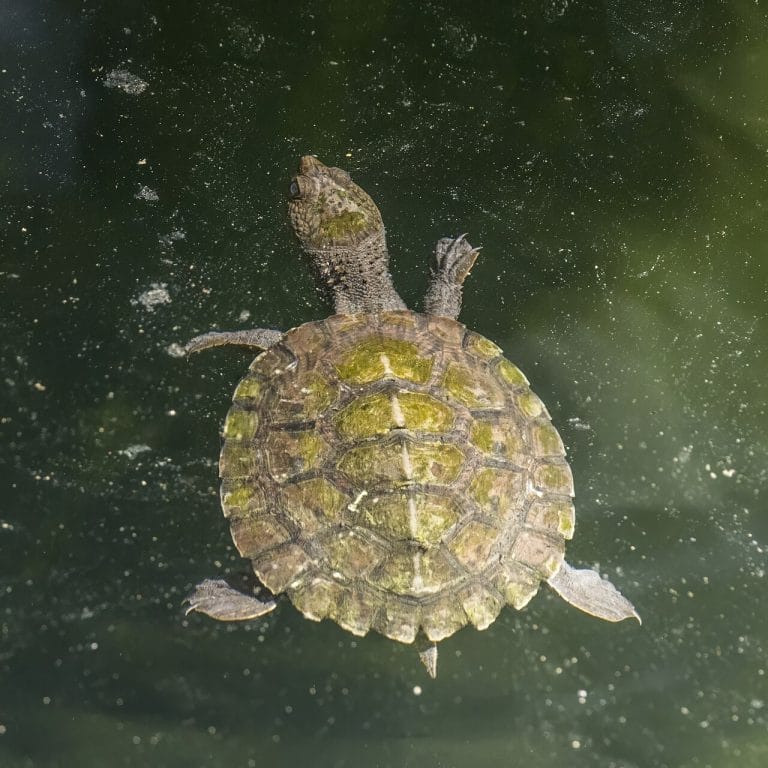 Myuchelys latisternum (Saw-shelled Turtle)