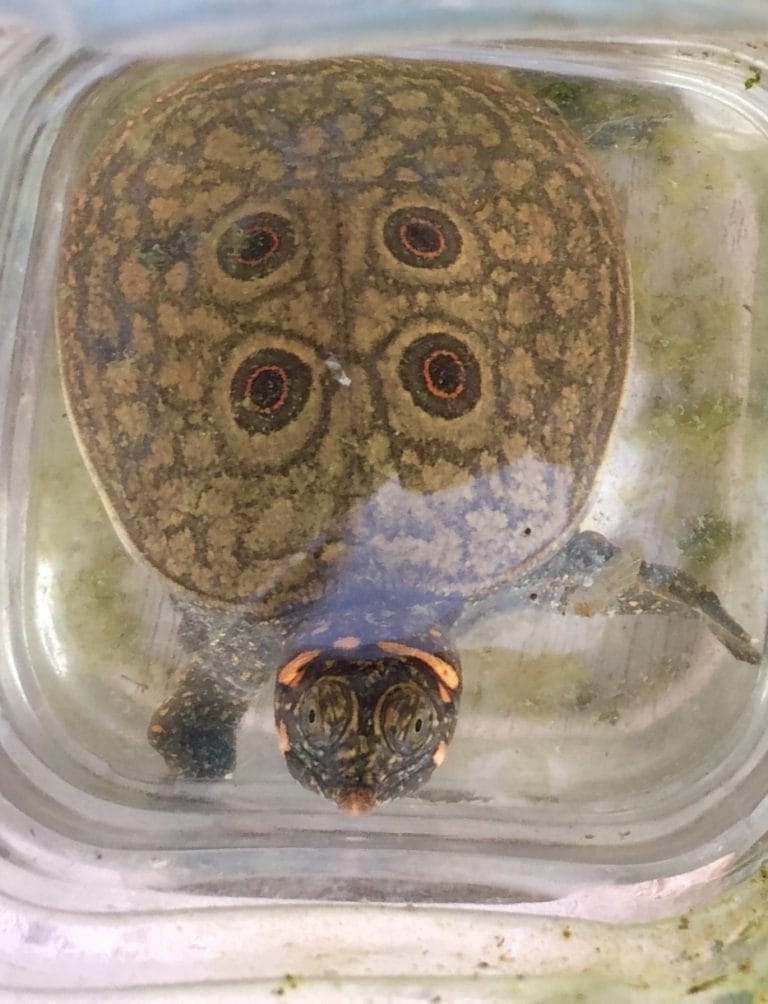 Nilssonia formosa (Burmese peacock softshell turtle)
