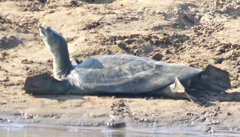 Nilssonia hurum (Indian peacock softshell turtle)