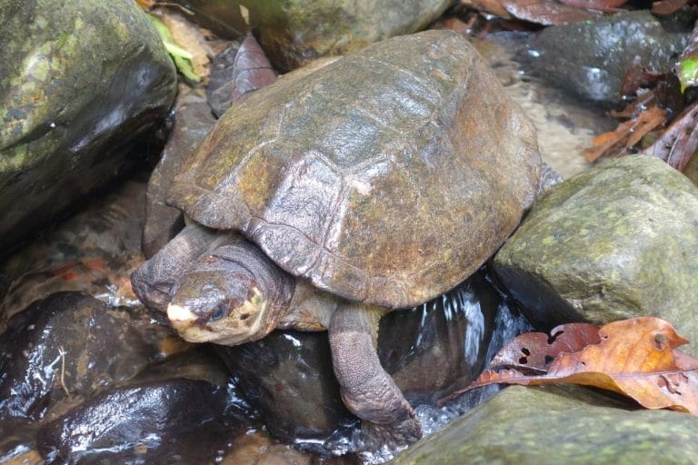 Notochelys platynota (Malayan flat-shelled turtle)