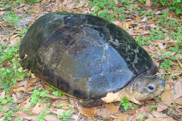 Orlitia borneensis (Malaysian Giant Turtle)