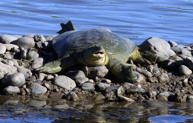 Rafetus euphraticus (Euphrates Softshell Turtle)