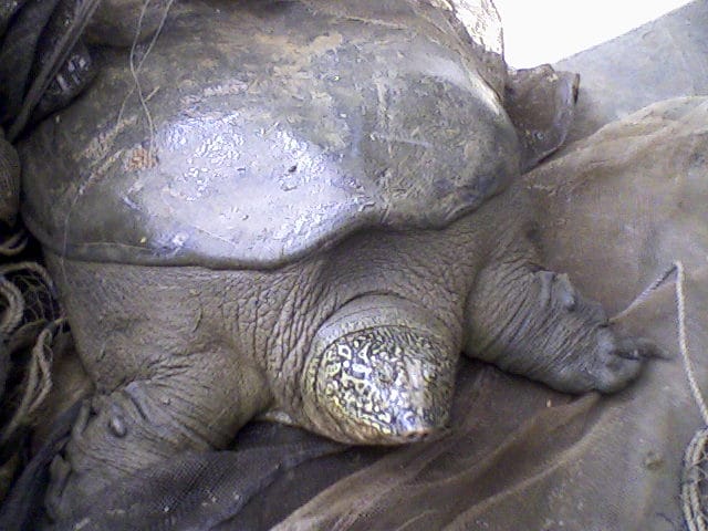 Rafetus swinhoei (Yangtze Giant Softshell Turtle)