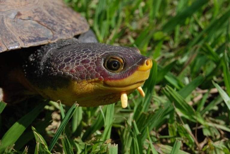 Ranacephala hogei (Hoge’s side-necked turtle)