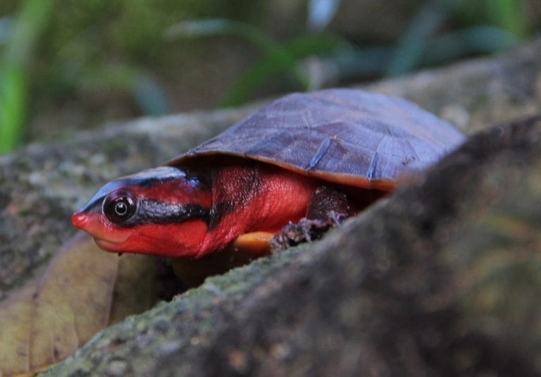Rhinemys rufipes (Red side-necked turtle)