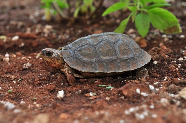 Rhinoclemmys areolata (Furrowed wood turtle)
