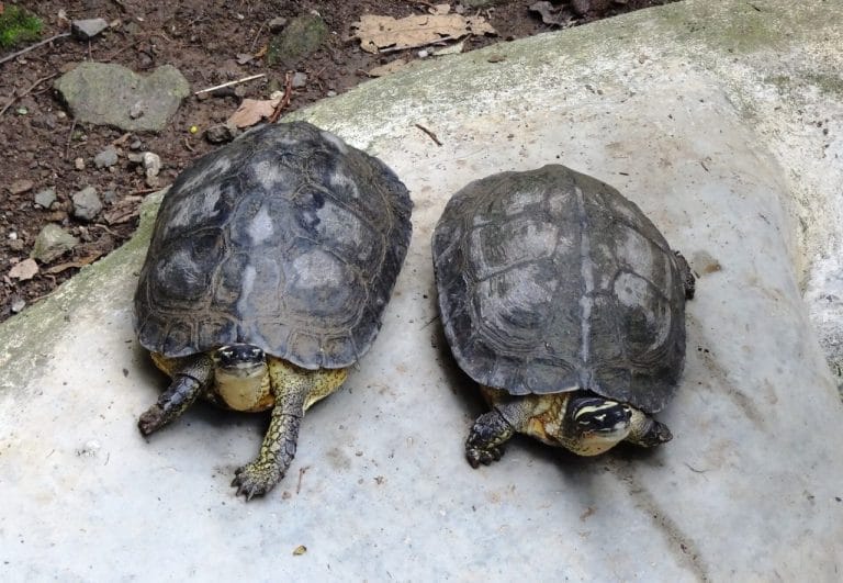 Rhinoclemmys melanosterna (Colombian wood turtle)