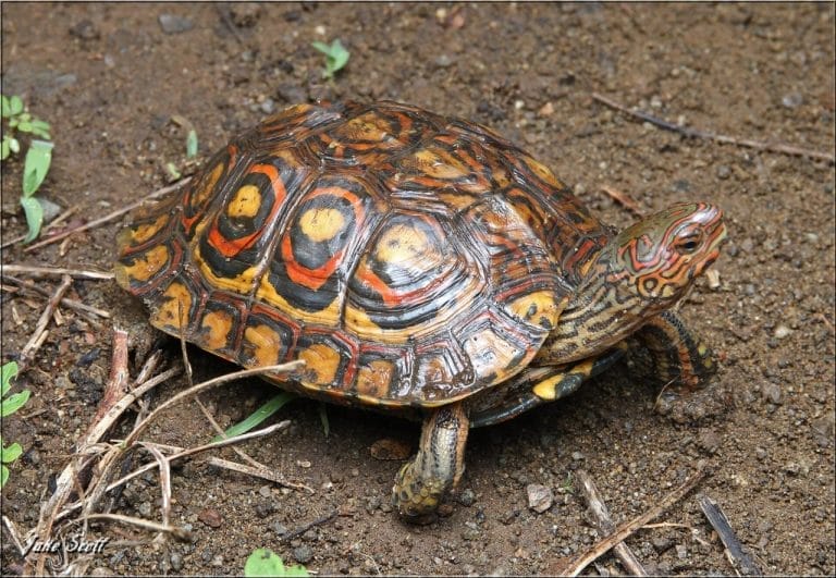 Rhinoclemmys pulcherrima (Painted Wood Turtle)