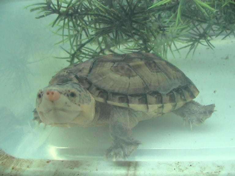 Staurotypus salvinii (Giant Musk Turtle)