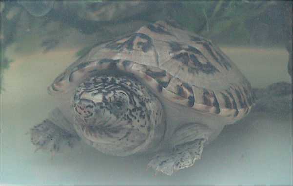 Staurotypus triporcatus (Mexican musk turtle)