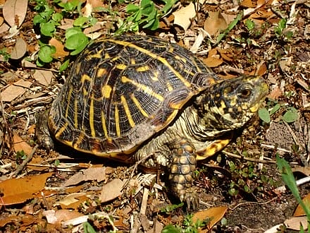Terrapene ornata (Ornate Box Turtle)