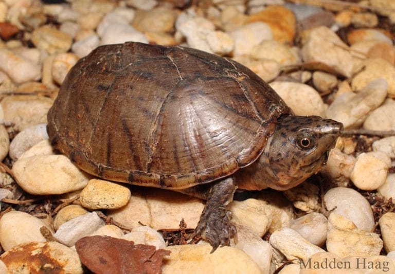 Sternotherus intermedius (Aliflora musk turtle)