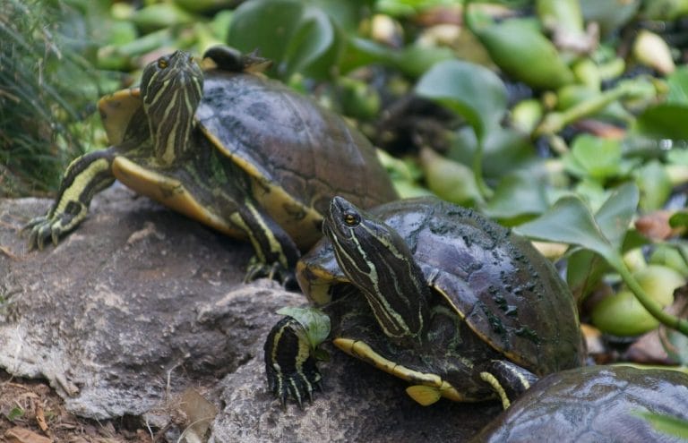 Trachemys decorata (Hispaniolan slider)