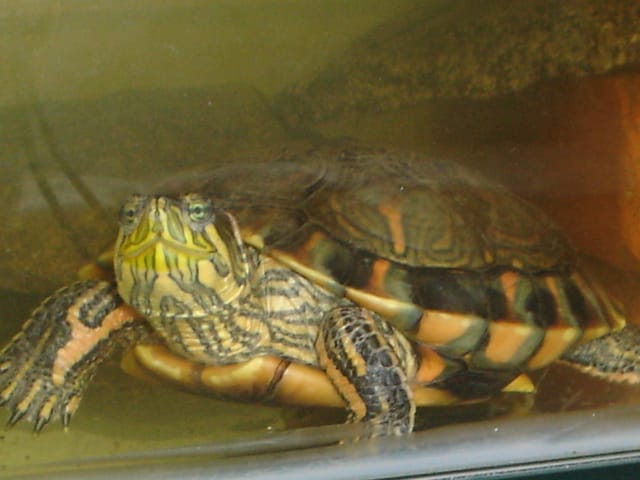 Trachemys dorbigni (D’Orbigny’s slider)