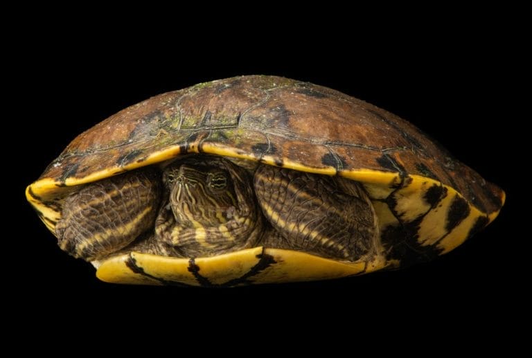 Trachemys grayi (Gray’s Slider)