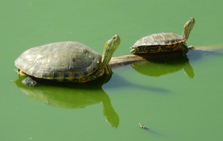 Trachemys hartwegi (Nazas Slider)