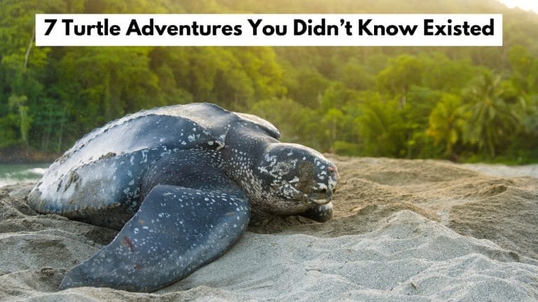 7 Turtle Adventures You Didn’t Know Existed