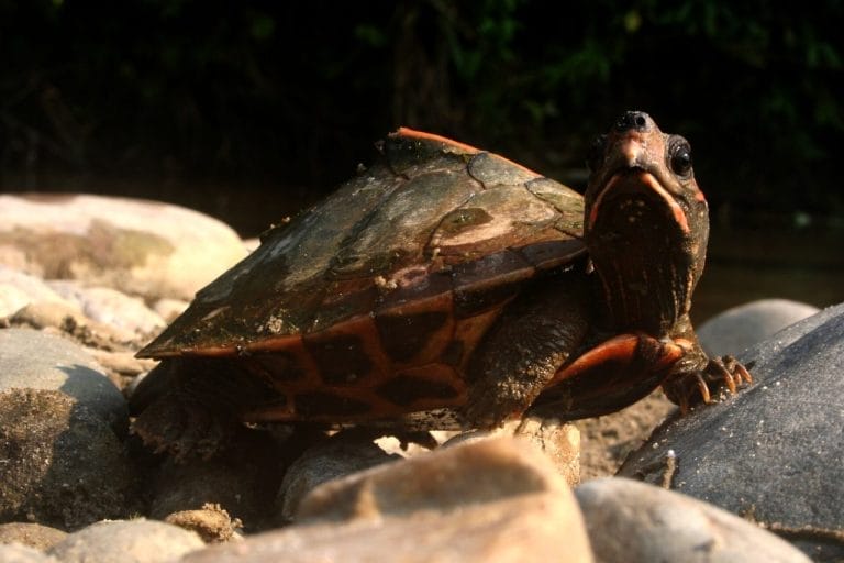Pangshura sylhetensis (Assam Roofed Turtle)