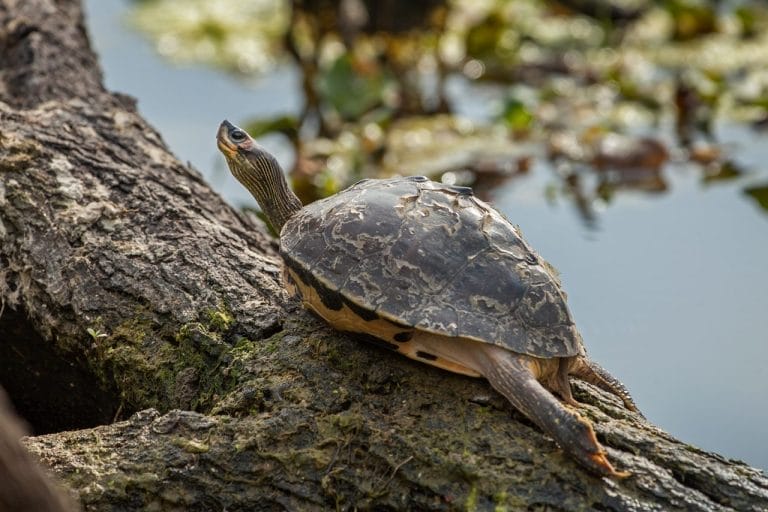 Pangshura tecta (Indian roofed turtle)